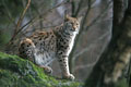  photo lynx bayerisherwald 