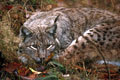  photo lynx bayerisherwald 