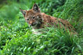  photo lynx bayerisherwald 