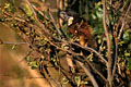 Le coucal de burchell comme tous les coucals se nourrit d'insectes,de crabes,de grenouilles,de petits serpents,ainsi que de petits rongeurs et de petits oiseaux. photo coucal de burchell 