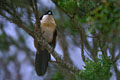 Proche parent du coucal du Sénégal,il supplante celui-ci dans l'aire de répartition allant de l'est de la Tanzanie jusqu'au Cap.On peut fréquemment l'observer en plein soleil queue et ailes déployées. photo coucal de burchell 