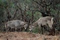 Ces deux mâles combattaient à proximité d'une piste entre Lower Sabie et Crocodile Bridge. mammiferes antilope afrique cob 