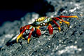 Ces crabes sont trés nombreux aux Galapagos.Celui ci fut observé à punta espinosa où il sont trés nombreux et facile à observer.Pour la prise de vue,je recommanderai une longue focale avec le boitier réglé en AF continu afin de pouvoir se concentrer sur l'animal et le suivre en continu. photo crabe zayapas 