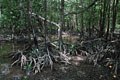 aprés avoir dégusté un merveilleux bourgeois grillé sur la plage ,nous traversons l'une des mangroves seychelloises  