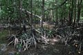 aprés avoir dégusté un merveilleux bourgeois grillé sur la plage ,nous traversons l'une des mangroves seychelloises  