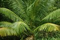 détail d'un magnifique palmier.  
