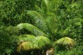 la végétation tropicale seychelloise nous offre des mlantes luxuriantes.  