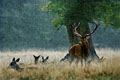 Brame sous la pluie.Cette photo prise au 10 éme de seconde est un grand souvenir car elle m'a permis d'être primé de nombreuses fois. cerf brame 