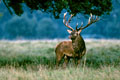 ce cerf,agé de 7 ans en 2001 est extrémement bagarreur.il a cependant un probléme  puisque ses bois ont une facheuse tendance à se briser pendant les combats.  