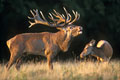 Mangeender photographié dans les trés belles lumiéres du soir illuminant la grande plaine est de l' ermitage. brame du cerf 