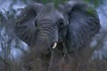 Photo prise depuis la piste près de Shingwezi.C'est dans le nord du parc que nous avons fait à cette période les meilleures observations de ce mammifére. mammiferes afrique elephant 