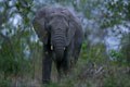 Les éléphants sont trés bien représentés dans le parc Kruger.Celui ci manifestait des signes d'agacement certains dus à notre présence. mammiferes afrique elephant 
