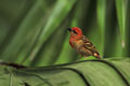 ce trés joli petit passereau a eté photographié dane manifique jardin botanique de Mahé  