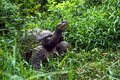  tortue des galapagos 