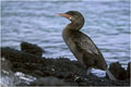 Cet oiseau est observable uniquement aux Galapagos.Endémique de cet archipel,il vit en petites colonies.Celle de Punta albemarle,au nord de la grande ile d'Isabella,comptait au mois d'avril 2002 une quizaine d'individus seulement! photo cormoran aptére 