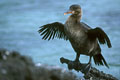 La population globale estimée des cormorans aptéres est de 700/800 couples environ.Elle est répartie dans une centaine de petites colonies. photo cormoran aptére 