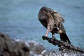 Cette espéce est considérée comme trés vulnérable.Ceci est d'autant plus regrettable qu'il s'agit d'un des symboles de la théorie de l'évolutionélaborée par C.Darwin. photo cormoran aptére 