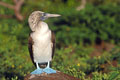 North Seypour. photo fou pied bleu 