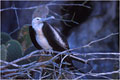 Pour ma part,et mème s'il est vrai que l'on approche trés facilement les oiseaux,je préfére utiliser une longue focale qui vous permettra de détacher les sujets du fond,qui est souvent chargé. photo grande frégate 