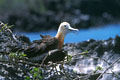 Toujours sur Genovesa ,le matin tôt,les grandes frégates(ici une femelle sur le nid)se laissent observer sans aucune difficultés.Il convient de respecter les consignes données par le guide du parc des Galapagos pour ne pas déranger les oiseaux. photo grande frégate 