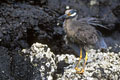Photographié sur le site de James bay,cet oiseau de couleur grise est assez fréquent.On peut le trouver à proximité des trous dans les rochers et à l'abri au bord des mares d'eau laissées par la marée descendante. photo héron de nuit 
