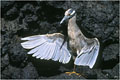 Celui ci ,également photogaphié à James Bay se séche en déployant ses ailes.Il peut restes immobile ainsi durant un long moment. photo héron de nuit 