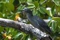 Cet oiseau a été photographié dans le port de Puerto Villamil. photo héron des laves 