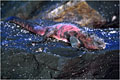  photo iguane marin 