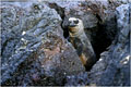 cet iguane marin a été observé à puerto villamil photo iguane marin 