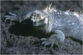 Photographie réalisée a Punta Albemarle photo iguane marin 