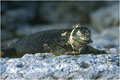  photo iguane marin 