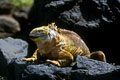 Sur ce cliché fait vers 10 heures du matin(il fait dejà trés chaud )vous pouvez vous rendre compte combien la lumiére peur devenir dure! photo iguane terrestre 