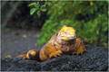 Cet iguane terrestre a été photographié sur le site d'urvina bay.Il s'agit de la plus grande variété visible au Galapagos.ce spécimen devait mesure plus d'un métre vingt de longueur. photo iguane terrestre 