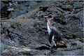 Cet oiseau est bien sur incapable de voler et ses ailes ont évoluées en nageoires.Il utilise celles ci pour ses déplacements aquatiques,alors que ses pieds palmés lui permette de se diriger en servant de gouvernail. photo manchot 