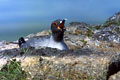 La mouette à queue d'aronde est une mouette de grande taille.Elle pêche de nuit et c'est un spectacle trés interessant que de la voir suivre les bateaux durant leur déplacements nocturnes. mouette queue d'aronde 