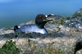 Photographie réalisée sur South Plazza qui est un excellent site pour voir ce trés bel oiseau.Il est utile de débarquer tôt le matin pour pouvoir observer les oiseaux dans de meilleures conditions. mouette queue d'aronde 