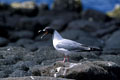 Sur l'ile de North seymour. photo mouette à queue d'aronde 