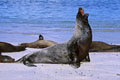 Clihé réalisé sur une plage de l' ile de Santa Fé.Un des bons endroits pour observer cet animal. otarie galapagos 