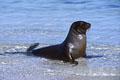  otarie galapagos 