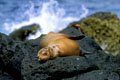 Quand les vagues s'écrasent ,les crabes remontent et les otaries dorment!(parfois!) photo otarie 