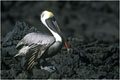 Trés beau spécimen de pélican brun observé à James bay.Il s'agit d'un adulte.Les deux sexes ont un plumage sililaire. photo pelican 