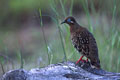 Ce spécimen a été rencontré sur le site de James bay.Cet endroit est assez riche,et nous y avons fait d'interressantes observations. photo tourterelle galapagos 