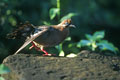 cet oiseau niche à même le sol,dans des zones arides.Il leur arrive de faire leur nid sous les blocs de lave.La tourterelle se nourrit de graines et de chenilles. photo tourterelle galapagos 