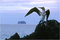 Une des toutes premiéres photographies du séjour.Nous sommes sur la plage de Bachas et ce fou à pied bleu protége de son aile l'ile de Daphné que l'on aperçoit au loin.Daphné est un excellent site d'observation pour les oiseaux. Nous n'y sommes pas allés car le débarquement est parfois trés aléatoire,surtout avec le matériel photo. photo de fou à pied bleu 