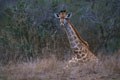 Il s'agit de l'observation peu fréquente d'une girafe couchée. mammiferes afrique girafe 