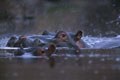 Photographie réalisée à l'affut ,de bonne heure le matin sur un point d'eau,situé à une quizaine de kilométres d'Olifant's River. mammiferes afrique hippopotame 