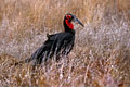 La distribution de cet oiseau se situe dans toute l'afrique australe;Sa limite d'implantation au nord se situant du centre du Kénya et allant au sud à l'Afrique du sud dans sa partie est.On le rencontre également au Botswana et au nord de la Namibie. photo calao 