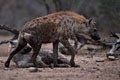 Durant notre séjour il s'agit d'un des animaux que l'on a observé avec le plus de difficultés. mammiferes afrique hyene 