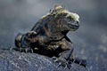 Les iguanes marins sont parmi les espéces qui sont les plus facilement observables aux Galapagos
(Punta albemarle) photo iguane marin 