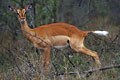 Cette femelle d' impala a été surprise en train de déféquer.Attitude peu seyante au demeurant mais la photographie de comportement est toujours interressante pour le naturaliste. mammiferes antilope afrique impala 